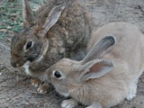 union-lido-nature-rabbits-thumb